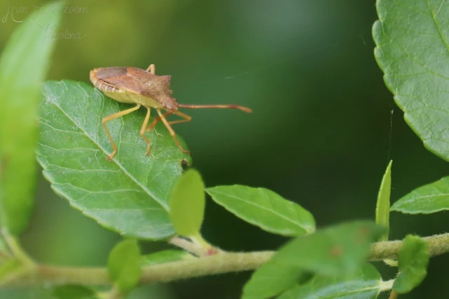 Gonocerus acuteangulatus - aranypetés karimáspoloska