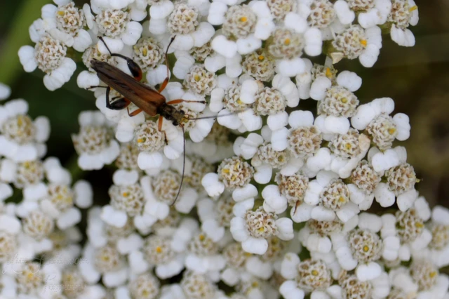 Oedemera podagrariae - székfű-álcincér