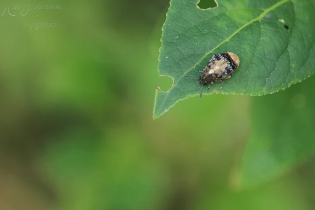 Megabruchidius dorsalis - foltoshátú lepényfazsizsik