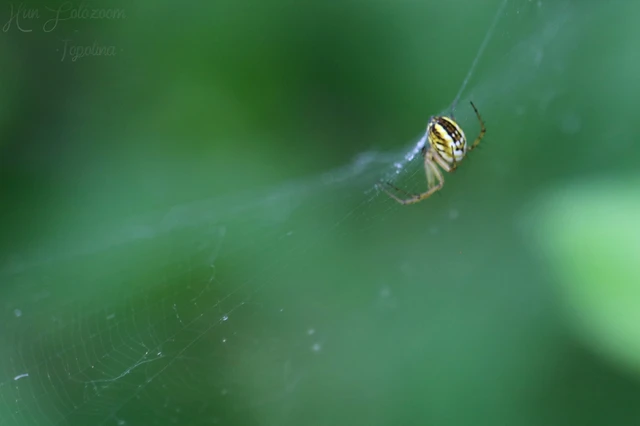 Araneae - Pókok