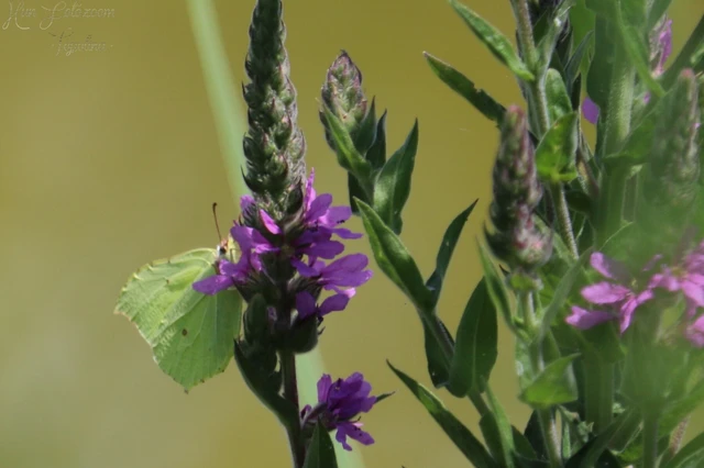 Gonepteryx rhamni - citromlepke