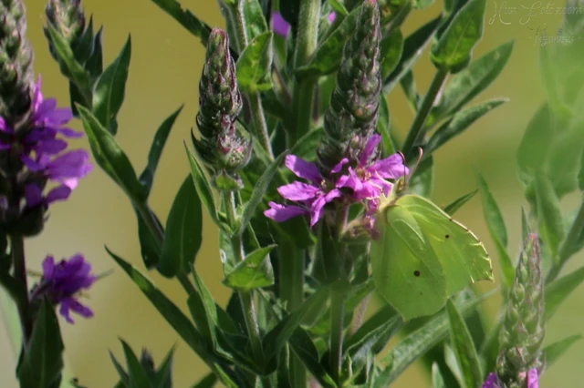 Gonepteryx rhamni - citromlepke