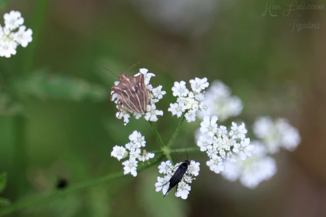 Ancyrosoma leucogrammes - vállas poloska Ancyrosoma leucogrammes - vállas poloska