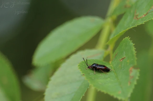 Deraeocoris ruber - vöröses mezeipoloska