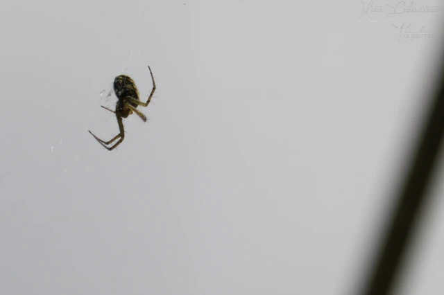 Araneae - Pókok