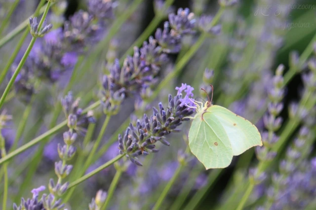 Gonepteryx rhamni - citromlepke