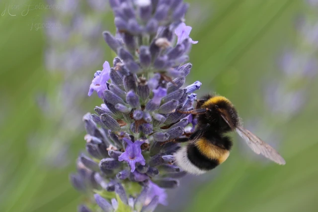 Bombus - poszméhek