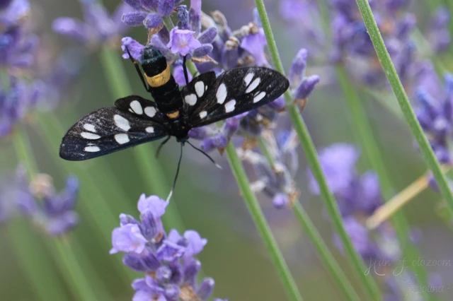 Amata phegea - fehérpettyes álcsüngőlepke
