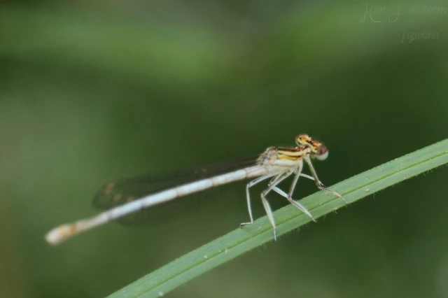 Platycnemis pennipes - széleslábú szitakötő