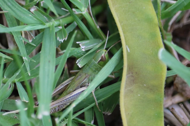 Pseudochorthippus parallelus - közönséges rétisáska