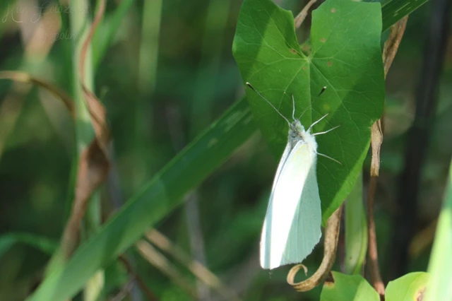 Pieris rapae - répalepke