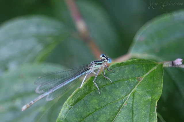 Platycnemis pennipes - széleslábú szitakötő