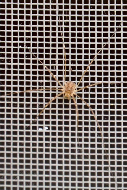 Opiliones - Kaszáspókok