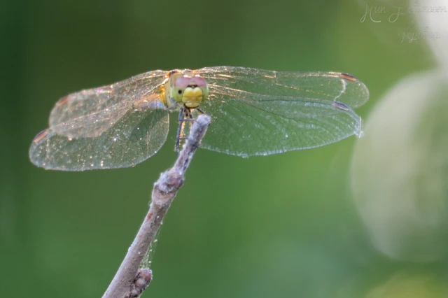 Sympetrum sanguineum - vörös katona-szitakötő Sympetrum sanguineum - vörös katona-szitakötő