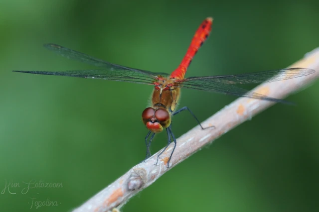 Sympetrum sanguineum - vörös katona-szitakötő Sympetrum sanguineum - vörös katona-szitakötő