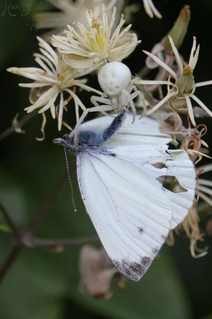 Misumena vatia - viráglakó karolópók