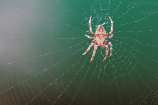 Araneus circe/angulatus