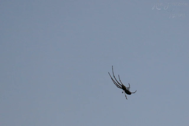 Araneae - Pókok