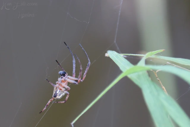 Araneae - Pókok