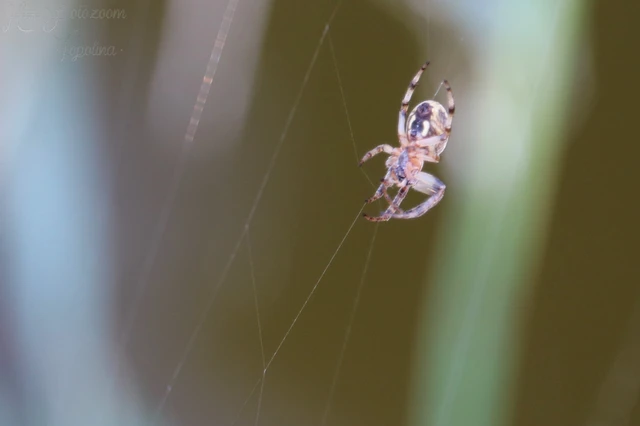 Araneae - Pókok