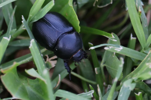 Pentodon idiota - butabogár