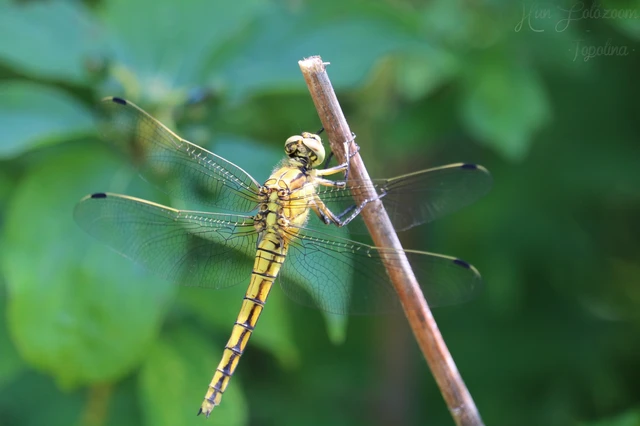 Orthetrum cancellatum - feketefarkú pásztorszitakötő Orthetrum cancellatum - feketefarkú pásztorszitakötő