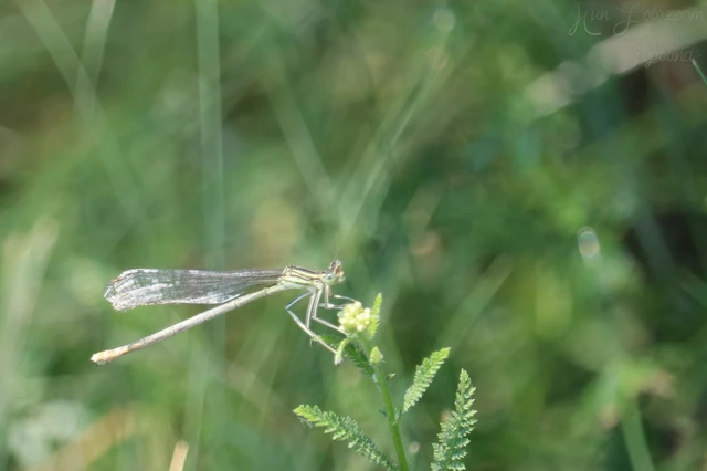 Platycnemis pennipes - széleslábú szitakötő