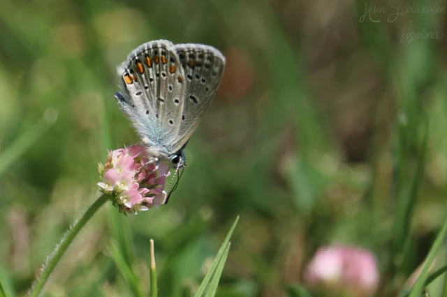 Polyommatus icarus - közönséges boglárka