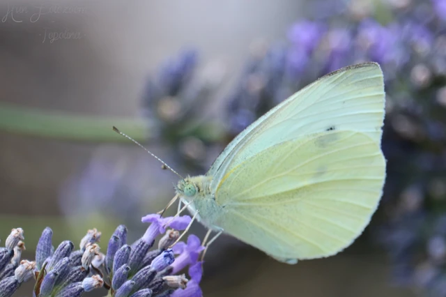Pieris rapae - répalepke