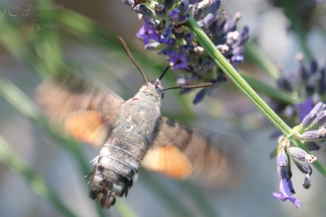 Macroglossum stellatarum - kacsafarkú szender
