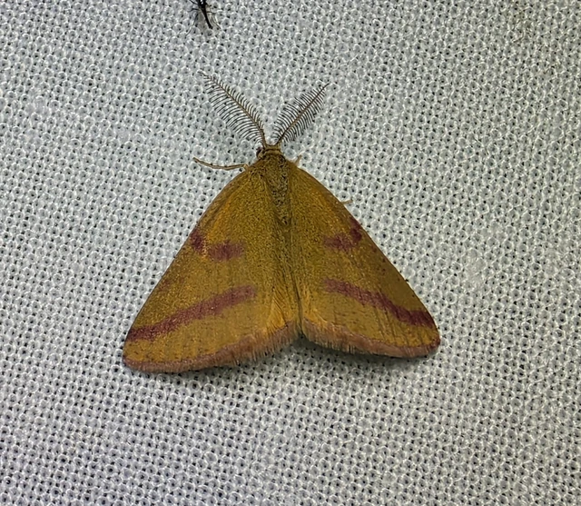 Lythria purpuraria - bíborsávos araszoló
