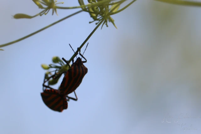Graphosoma italicum - csíkos pajzsospoloska Graphosoma italicum - csíkos pajzsospoloska