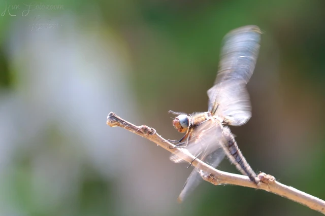 Libellula fulva - kisfoltos laposacsa Libellula fulva - kisfoltos laposacsa