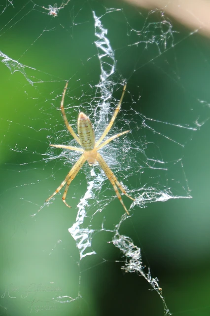 Argiope bruennichi - darázspók