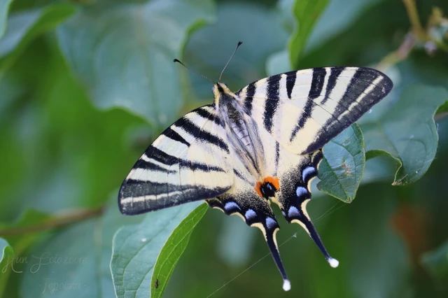 Iphiclides podalirius - kardoslepke