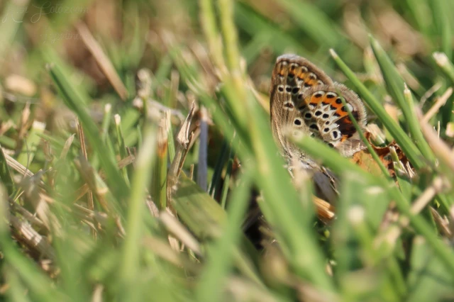 Plebejus argus - ezüstös boglárka