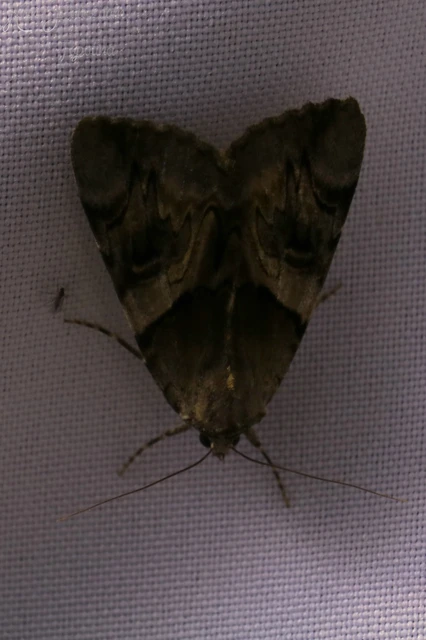 Catocala fulminea - galagonya-övesbagoly