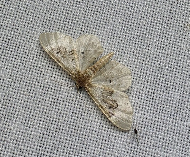 Idaea rusticata - tarka apróaraszoló