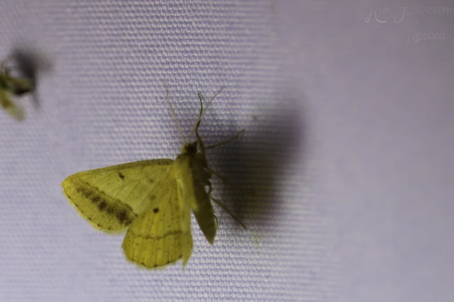 Tephrina arenacearia - lucerna-araszoló