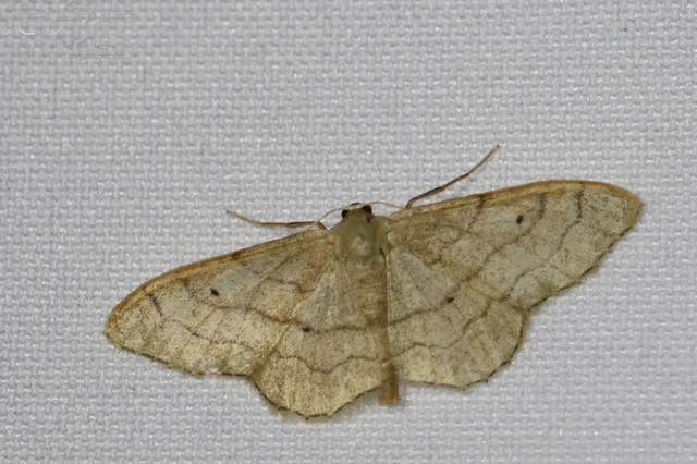 Idaea aversata - nagy sávosaraszoló