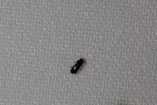 Aphodiinae
