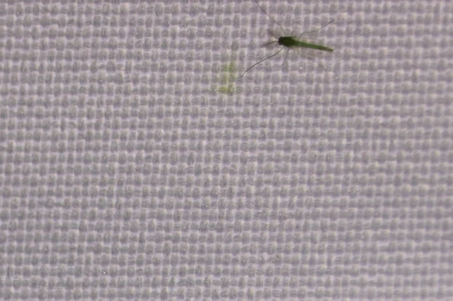 Diptera - Kétszárnyúak