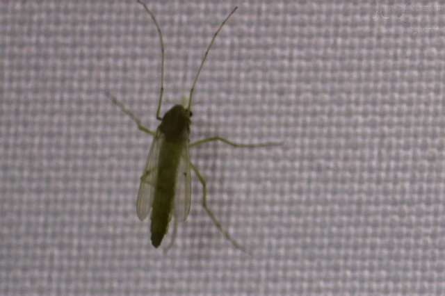 Diptera - Kétszárnyúak