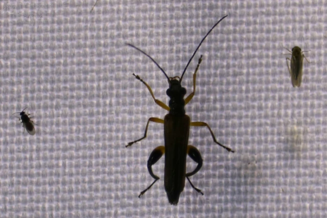 Oedemera podagrariae - székfű-álcincér
