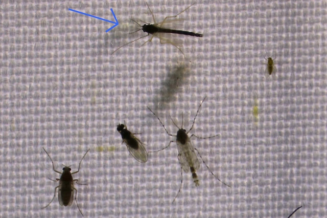 Diptera - Kétszárnyúak