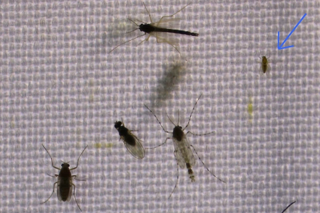 Diptera - Kétszárnyúak