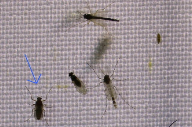 Diptera - Kétszárnyúak