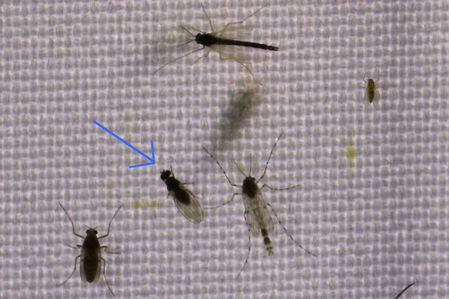 Diptera - Kétszárnyúak