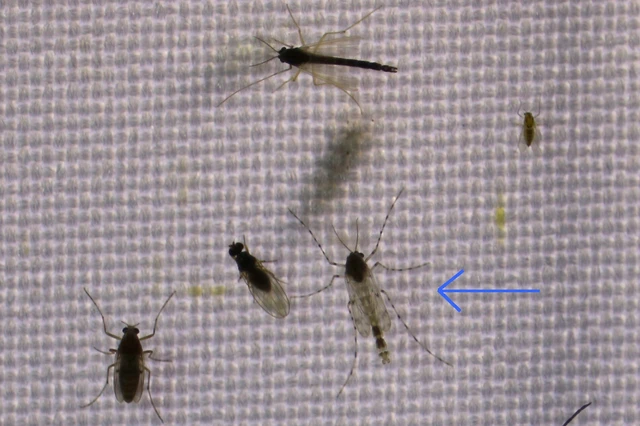 Diptera - Kétszárnyúak