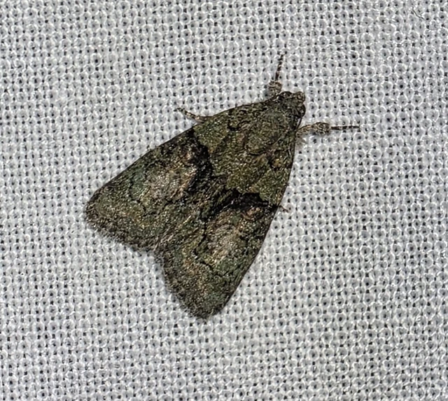 Cryphia algae - sárgászöld zuzmóbagoly